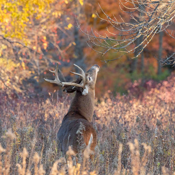 The Licking Branch