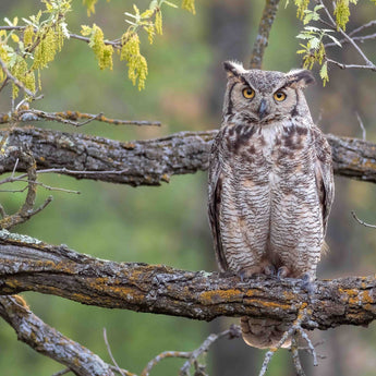 Tiger Owl