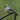 Tufted titmouse