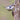 White-breasted Nuthatch