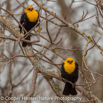 Yellow-headed BlackBirds