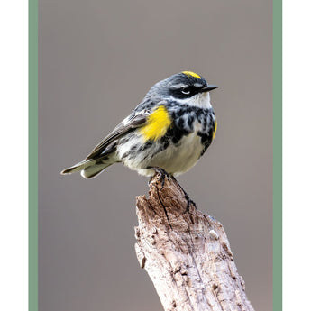 Yellow-rumped Warbler - Note Card