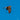 Northern Harrier