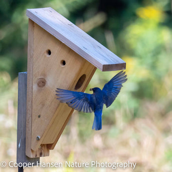 Peterson Bluebird House