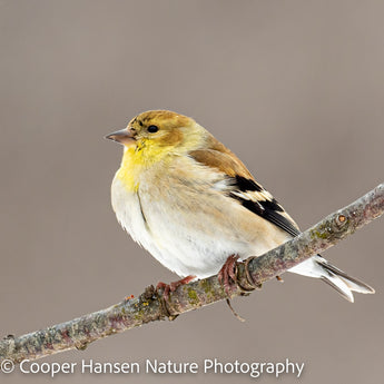 American Goldfinch - winter