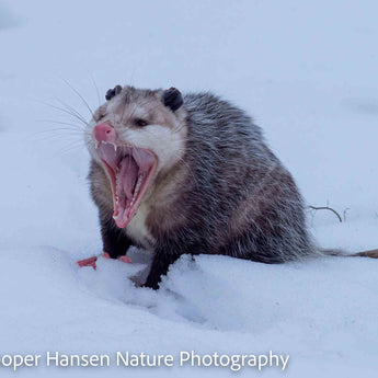 Awesome Possum