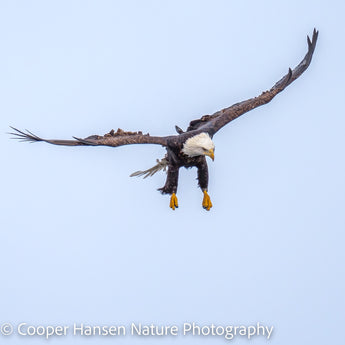 Bald Eagle Coming In