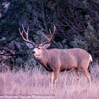 Big Dakota Muley