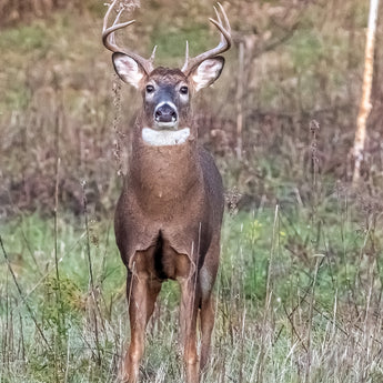 Birch Tree Buck