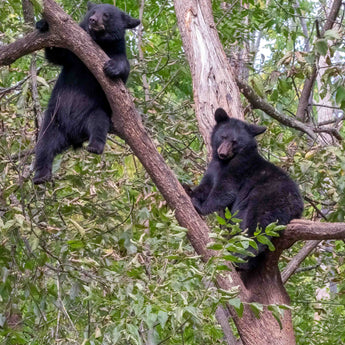 Born Climbers