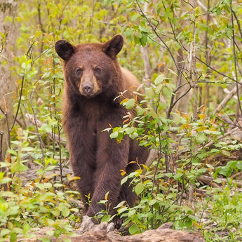 Cinnamon Bear