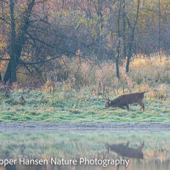 Cold Trailing Buck