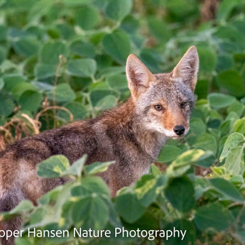 Coyote Pup