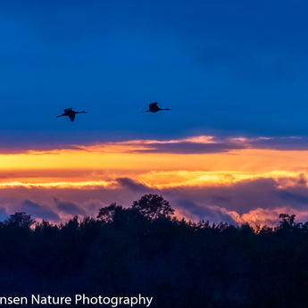 Cranes At Sunset