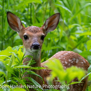 Curious Fawn