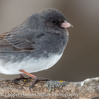 Dark-eyed Junco