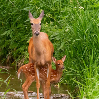 Doe Fawn Creek