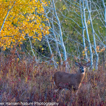 Early Morning Whitetail