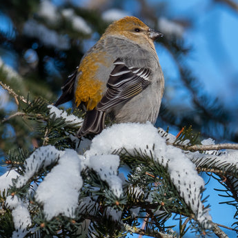 Evening Grosbeak - female