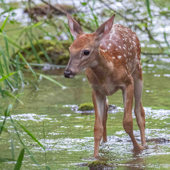 Fawn Creek