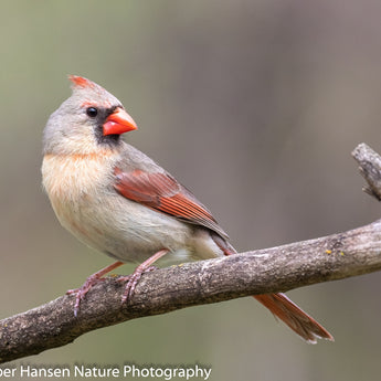 Female Northern Cardinal