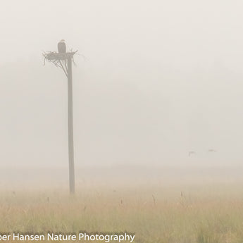 Foggy Morning Marsh