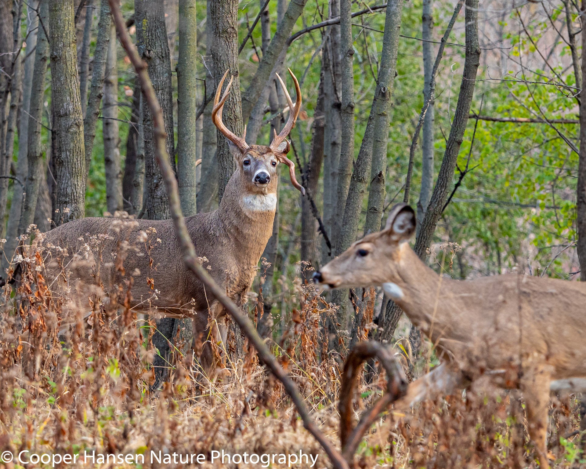 Funky Buck II