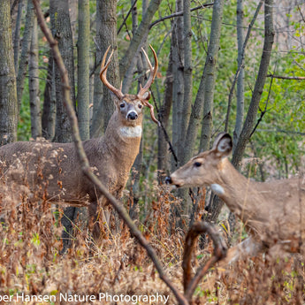 Funky Buck II