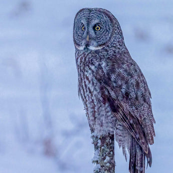 Great Grey Encounter