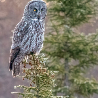 Great Grey Morning