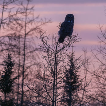 Great Grey Silhouette