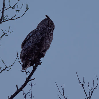 Great Horned Owl Silhouette