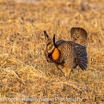 Greater Prairie Chicken