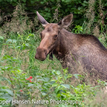 Kenia River Moose