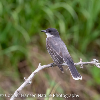 Eastern kingbird