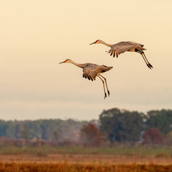 Landing Gear Down