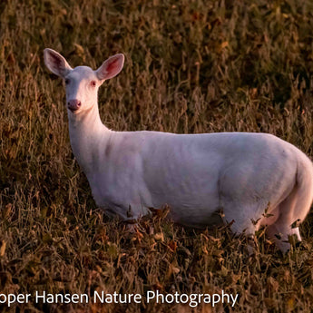 Late Evening Albino