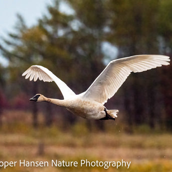 Lone Swan