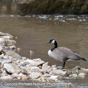 Lost Creek Goose