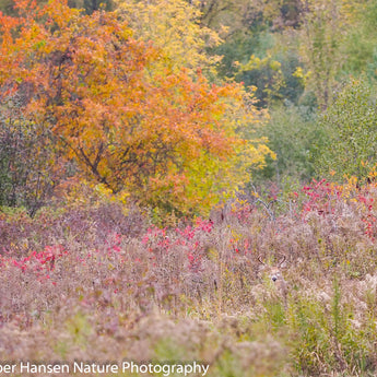 Lost in the Fall Colors