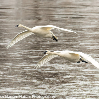 Mississippi River Swans