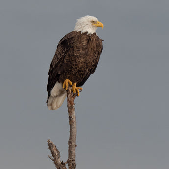 Necedah Bald Eagle