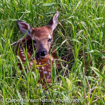 Newborn Fawn