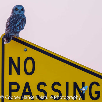 No Passing The Short-eared Owl