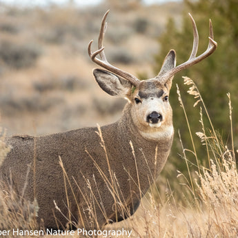 North Dakota Muley