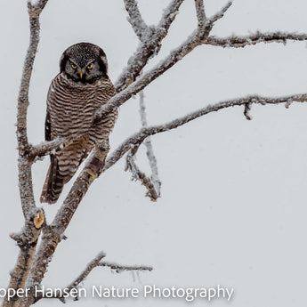 Frosty Perch ll - Northern Hawk Owl