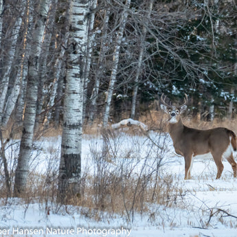 Northwoods Buck