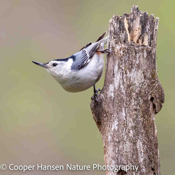 Nuthatch