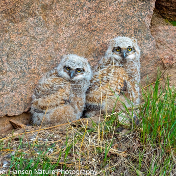 Owlets After Dinner