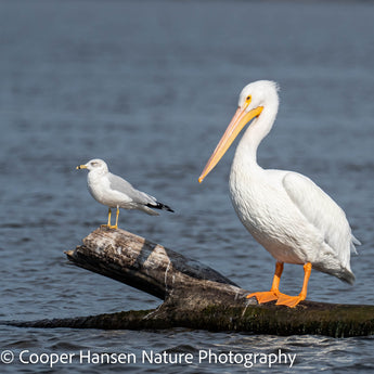 Pelican and Ring-bill Buddy